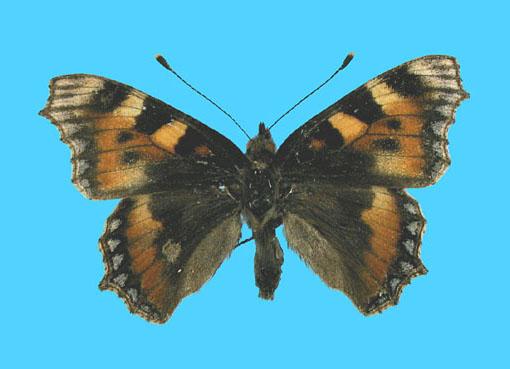 Aglias urticae ab. caerulapicata 8-1938 S. Wilts, UK (Internet Image property of respective owner, non-commercial use only)